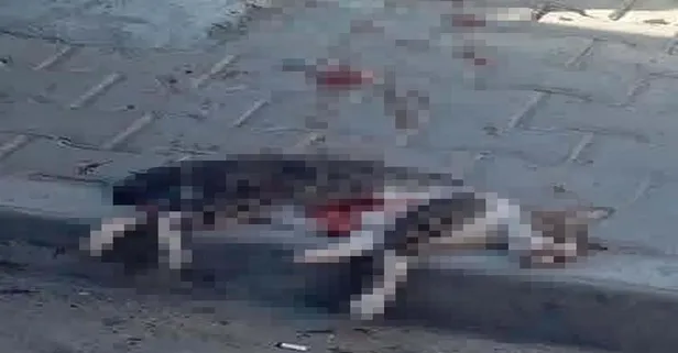 Savcılık itiraz etti, sokak kedisini pompalı tüfekle öldüren şüpheli tutuklandı