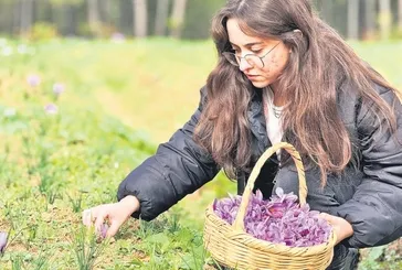 Safran altın değerinde