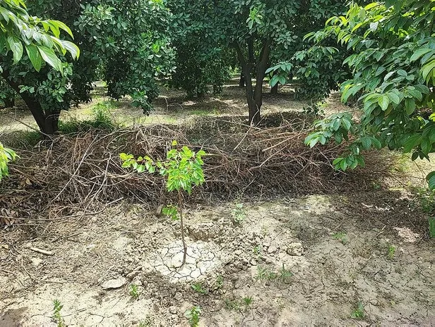 adanada-kan-donduran-olay-bogazi-kesilmis-ceset-bulundu-1684157924489.jpeg Adana'da kan donduran olay! Boğazı kesilmiş ceset bulundu-2