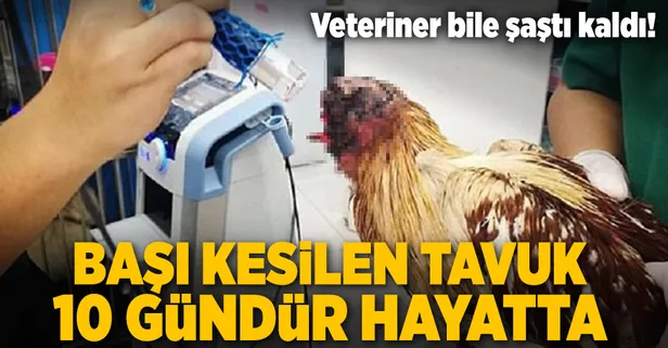 Kafası kopan tavuk 10 gündür hayatta!