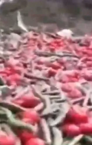 Fiyatlar düşmesin diye tonlarca sebzeyi çöpe attılar! Sosyal medyayı sallayan görüntü