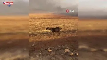 Araban Ovası’nda yangın!