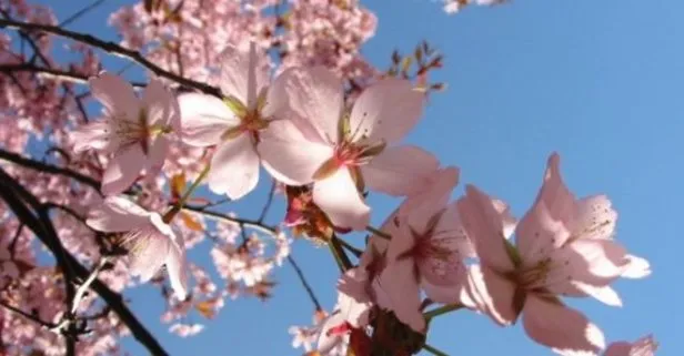 21 Mart ilkbahar ekinoksu gündönümü doğa olayları neler olur