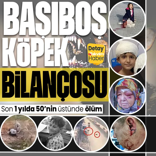 Başıboş köpek sorununun korkunç bilançosu: Kimi öldü kimi parçalandı, kimi yaralandı!