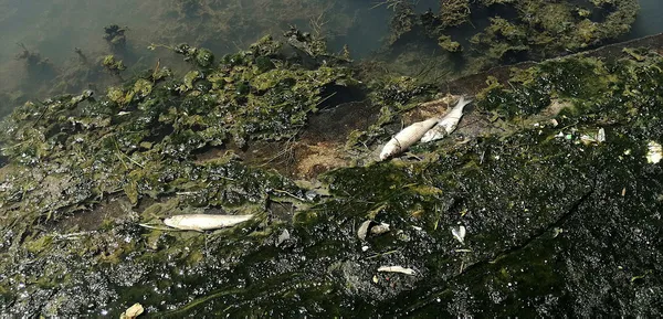 Büyükçekmece Gölü'nde şoke eden görüntü! Suyun rengi değişti, balıklar öldü!-7