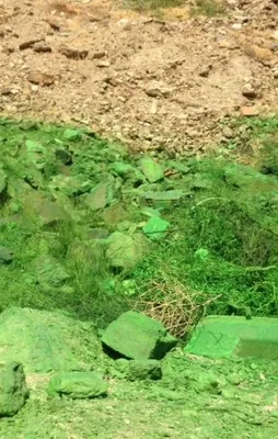 CHP'li belediye dağ yamacını yeşile boyadı