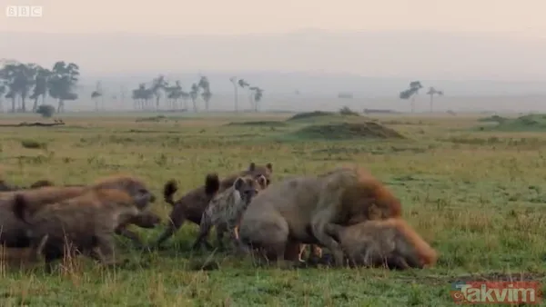 Cesur aslan onlarca sırtlanın arasında girdi! Vahşi doğada şoke eden kare! Sonrasında ise kaçınılmaz ölüm - 21