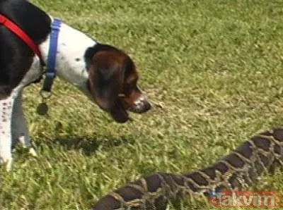 Duvarın içinden gelen seslerden ilallah etti sonunda paramparça etti! Gördükleri karşısında kalbi yerinden çıkacaktı - 34