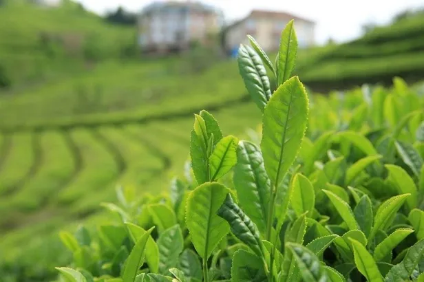 Çay budama paraları ne zaman, hangi tarihte yatacak? 2020 çay budama paraları yattı mı?-1