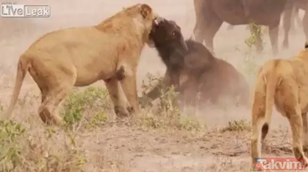 Ava giderken avlandı! Bir anda bufaloların arasında kalan aslanın zor anları (Aslan - Bufalo kavgası) - 39