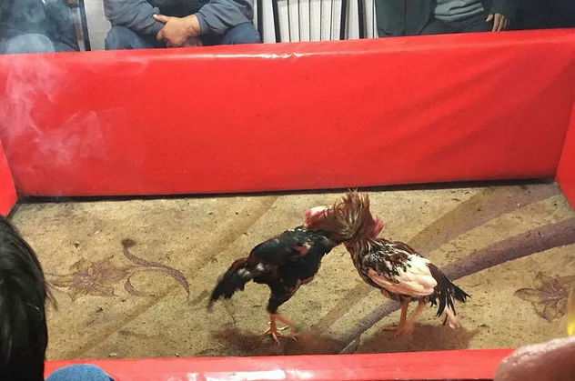 Edirne'de horoz dövüşüne polis baskını