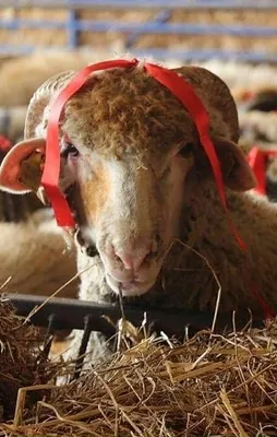 Elde kalan kurbanlıkları ESK alacak