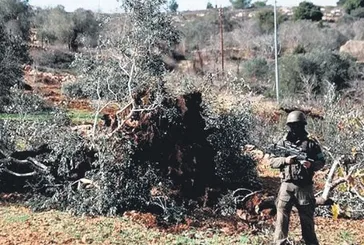 Katil İsrail saldırılarında binlerce zeytin ağacı yok edildi
