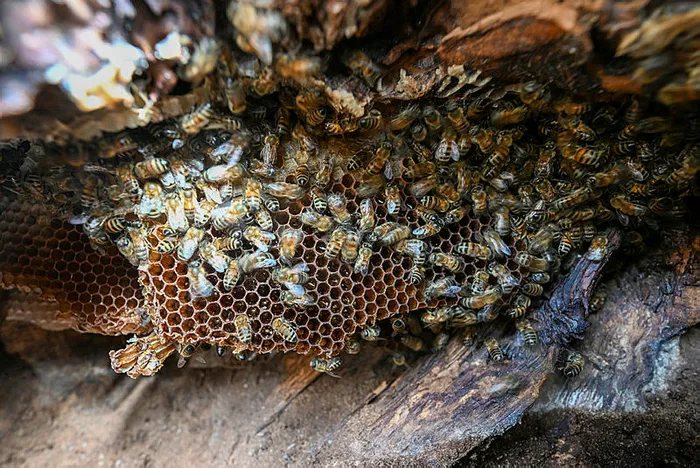 1-saatte-6-bin-tl-3-saatte-30-bin-tl-kazandi-ceviz-agacinin-kavugundan-cikardi-1-kilosu-ceyrek-altinin-tam-2-k-1701851762091.jpg Ceviz ağacının kavuğundan çıkardı! 1 saatte 6 bin TL, 3 saatte 30 bin TL kazandı! 1 kilosu çeyrek altının tam 2 katı-4