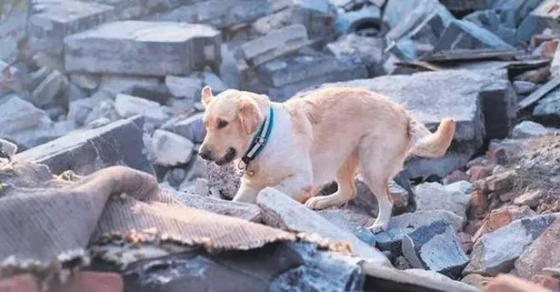 Asrın deprem felaketini hayvanlar önceden hissetti