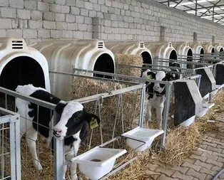 2018 buzağı destek ödemesi yattı mı, kaç para olacak?