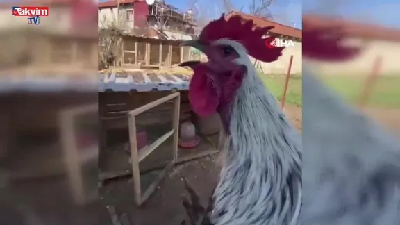 Öterken bayılan horoz videosu viral oldu!
