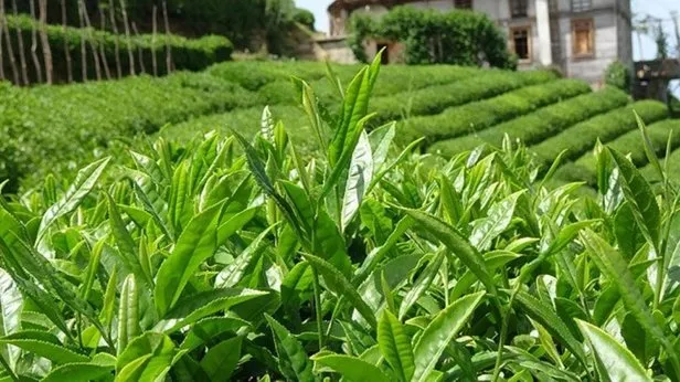 Son dakika haberleri |Tarım ve Orman Bakanlığı duyurdu! 2024 yılı yaş çay alım fiyatı belli oldu