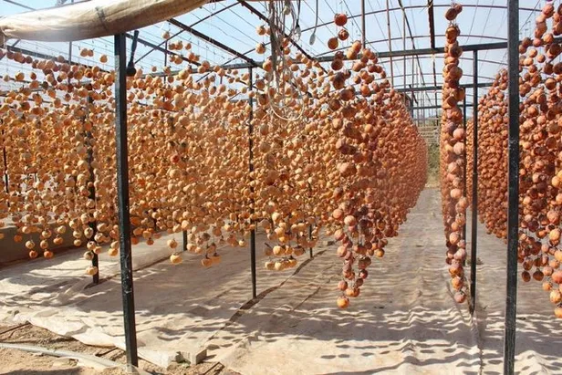 40 kilo ile başladı! Şimdi yıllık 50 ton oldu! Paraya para demiyor! Sermayesi ise çok azdı!-5