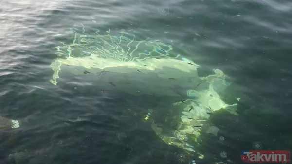 Özel Harekat polisi İstanbul Boğazı'na atlayıp turisti kurtardı - 24