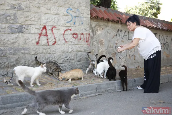 Büyükada'da salgın! 4 ayda 700 kedi Feline Enfeksiyoz Peritonit (FIP) hastalığından öldü! Hayvanseverler CHP'li belediyeyi kayıt tutmadığı için suçladı - 25