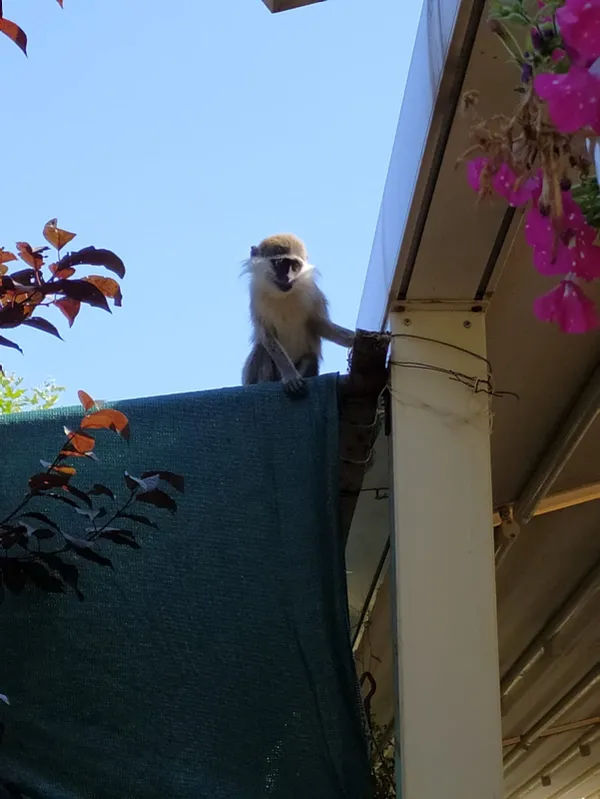 aslanlarin-kukremesi-nedeniyle-hayvanat-bahcesinden-kacan-maymun-yakalandi-1630323831194.jpg Aslanların kükremesi nedeniyle hayvanat bahçesinden kaçan maymun yakalandı-3