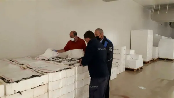 İstanbul'da boy yasağına aykırı avlanan 7 ton istavrite el konuldu-1