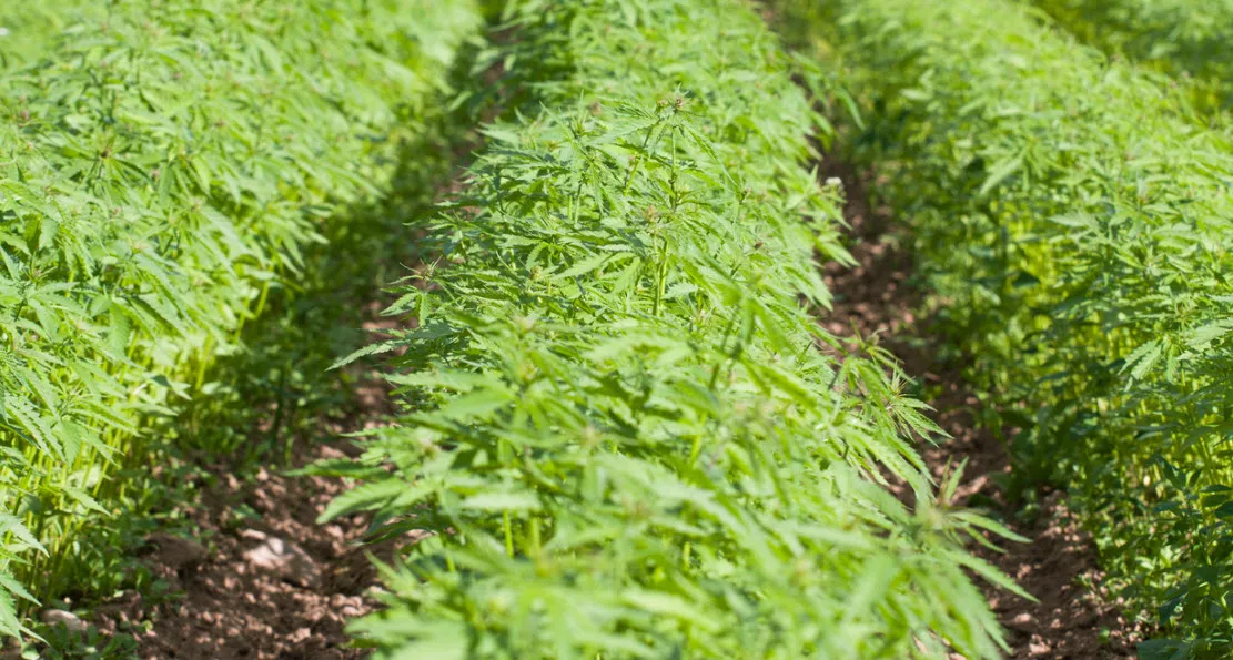 Kenevirde 1 milyar dolarlık pazar! Erdoğan talimatı vermişti - 2