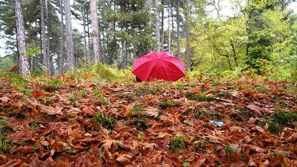 hos-geldin-eylul-sozleri-anlamli-en-guzel-eylul-ayi-sozleri-siirleri-eylul-ile-ilgili-instagram-sozleri-1598943191113.jpg Eylül ayı sözleri şiirleri! Hoş geldin Eylül sözleri! En güzel anlamlı Eylül ayı ile ilgili sözler...-3