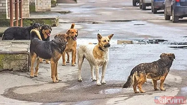 Başıboş sokak köpeği sorununa tarihsel bakış! Atatürk dönemindeki Resmi Gazete'de 'umumi mücade' vurgusu - 22