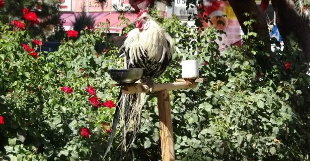 Van’da esnafın maskotu olan horoz kendisini papağan sanıyor