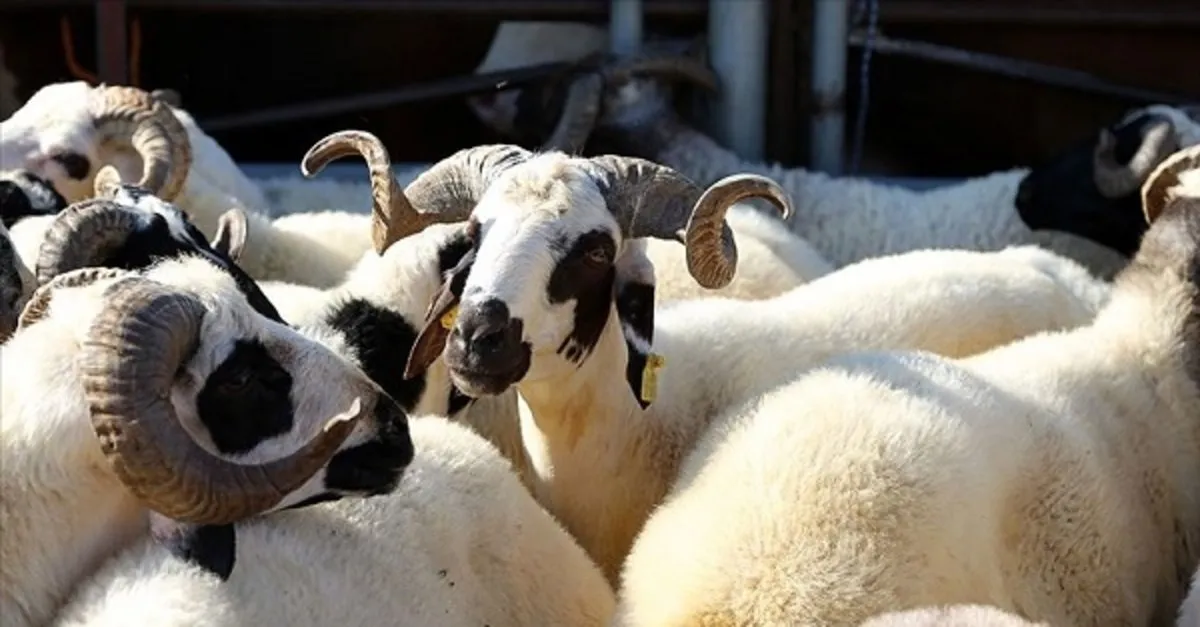 Kurban Ne Zaman Nasil Kesilir Kurban En Son Ne Zaman Kesilir Arefe Gunu Kurban Kesilir Mi Takvim