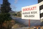 Kuduz karantinasındaki 4 mahallede başıboş köpekler toplanmaya başladı