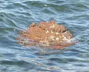 İzmir kıyılarına vuran esrarengiz cisim