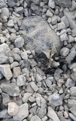 Jandarma faciayı önledi