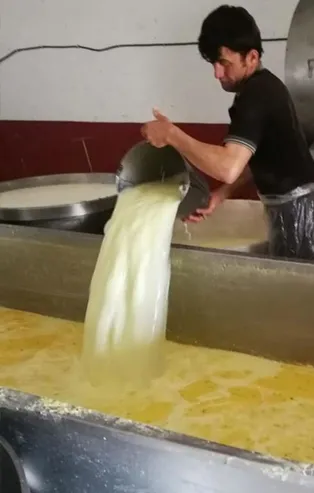 Kaşar peyniri imalathanesinde iğrenç görüntü!