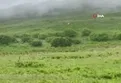 Ardahan Posof'ta beyaz boz ayı görüntülendi!