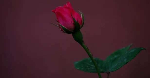 Rüyada gonca görmek ne anlama gelir?