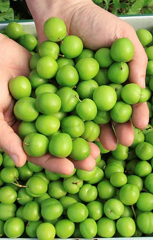 Kilosu 600 lira! İlk ürünler Ankara ve İstanbul'a gönderiliyor!