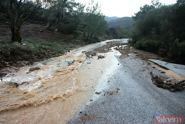 Muğla Bodrum'da hep aynı manzara! Evleri su bastı, sokak hayvanları boğuldu - 18