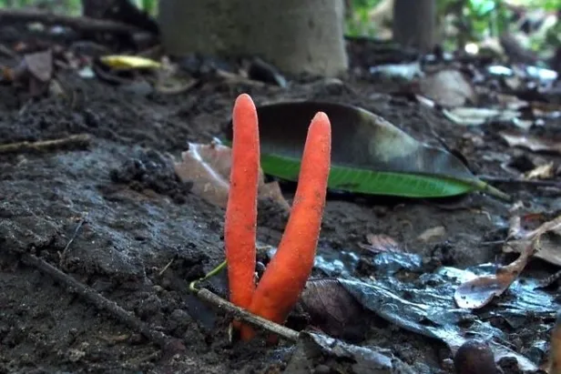 Dokunmak bile çok tehlikeli! "Zehirli ateş mercanı" beyinde hasar bırakıyor-1