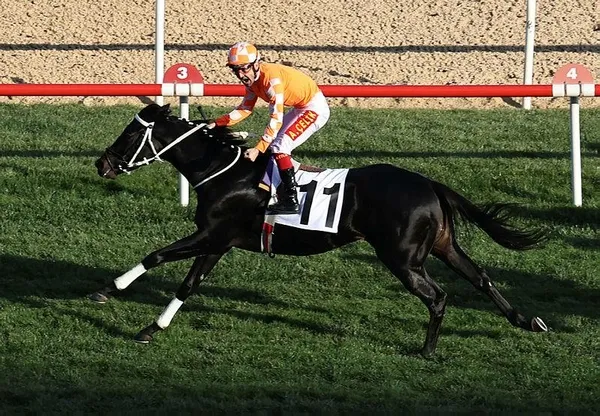35 yıl sonra tarihe geçti! Cumhurbaşkanlığı Koşusu birincisi olan Burgas fırtına gibi esiyor-2