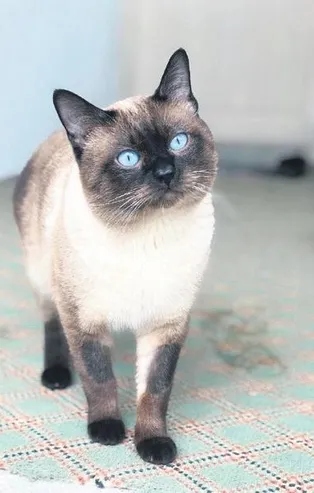 Sivas'ta kaybolunca seferler olunan kedi Pekmez bulundu