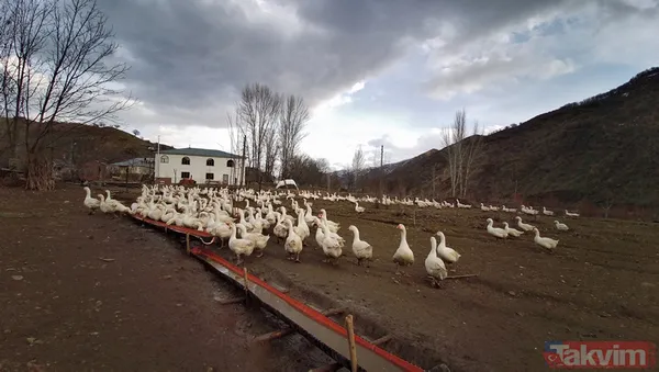 "Yapamazsın" dediler! 300 bin lirayla girdi! 15 bin yavru siparişi aldı - 11