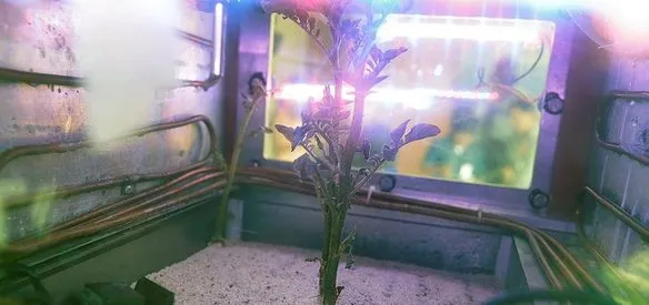 Peru'da bilim insanları Mars ikliminin oluşturulduğu patates laboratuvarından ilk ürünü aldı