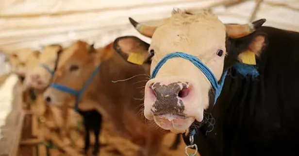 Kredi kartıyla kurban alınır mı? Borcu olanlar kurban kesebilir mi? Taksitle kurbanlık alınır mı? DİYANET AÇIKLAMA!