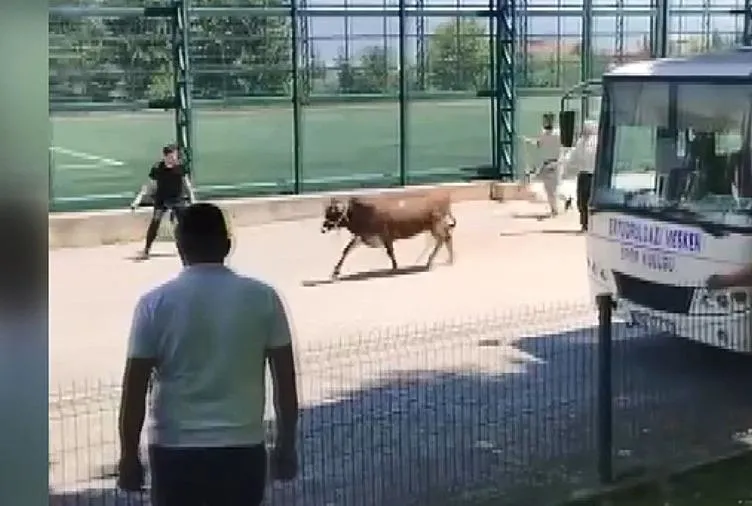 Dana ipi kopardı ortalık karıştı