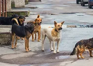 SON DAKİKA: AK Parti Hayvanları Koruma Kanunu teklifi TBMM Başkanlığına sunuyor