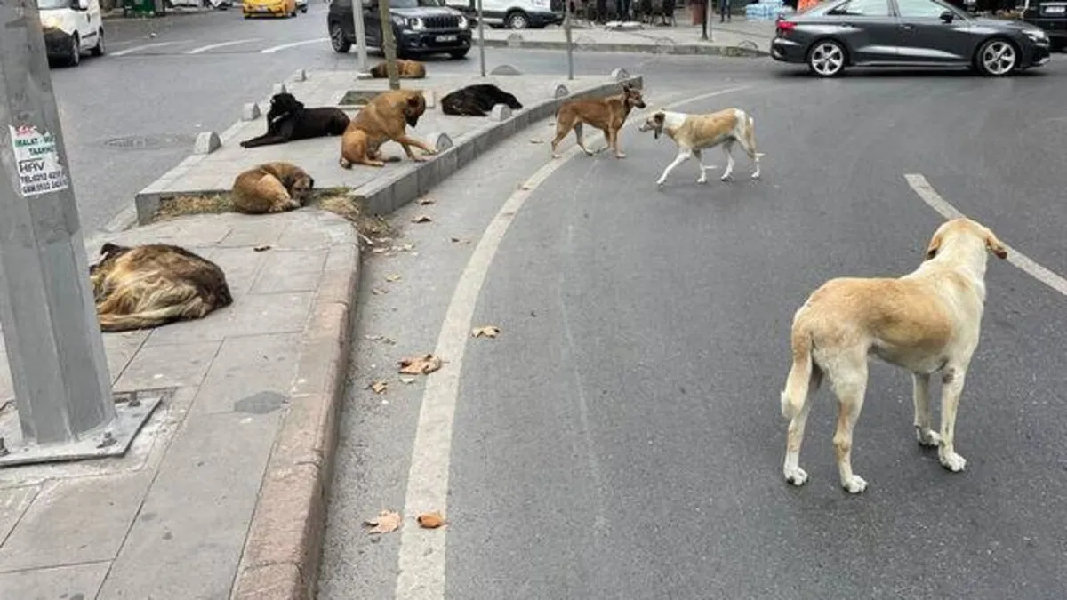 AK Partili isim yanıt verdi! Hangi sokak köpekleri uyutulacak? Önlemler neler?