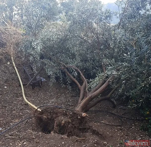 Sibirya soğukları hızla yaklaşıyor: Meteoroloji sarı alarm verdi! Aralık ayında kar yağacak mı? - 8